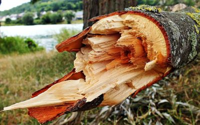 Kto odpowiada za szkodę wyrządzoną przez przewrócone na samochód drzewo – sprawa z praktyki sądowej SWS